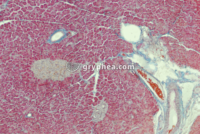 Pancréas x25 - gryphea.org